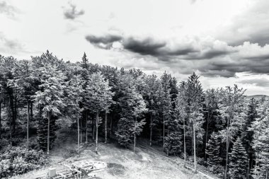 Bulutlu bir günde bir çam ağacının gri renkli görüntüsü.