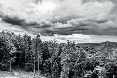 Kara bulutlu bir gökyüzü olan bir ağacın alçak açılı görüntüsü.
