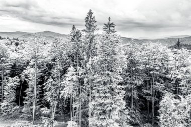 Ormanın güzel doğa manzarası