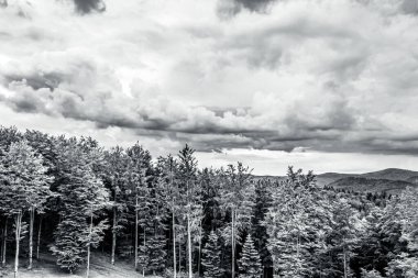 Ormanın güzel manzarası