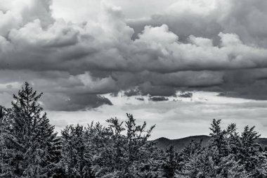 Karla kaplı ağaçlarla kaplı kış manzarası
