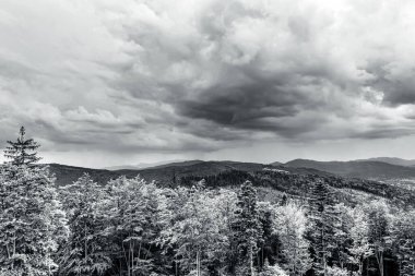 Bulutlu bulutların altındaki ağaçlarla siyah beyaz dağların güzel bir görüntüsü.