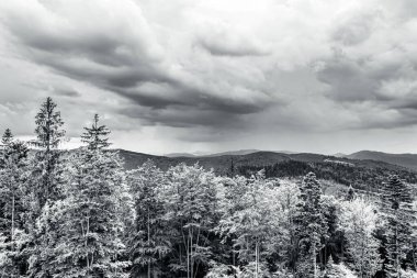 Karpatya dağlarında karlı bir ormanın güzel manzarası