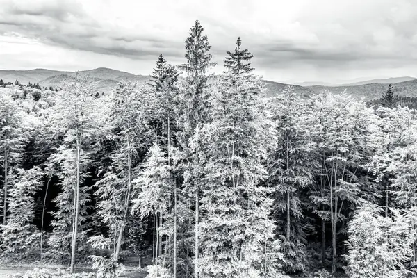 Ormanın güzel doğa manzarası