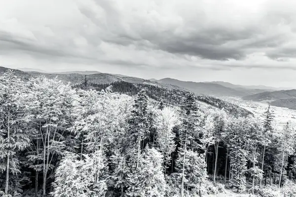 Karpat Dağları 'ndaki ormandaki dağlar
