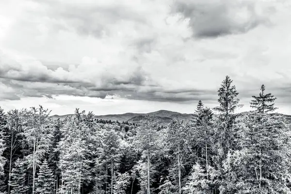 Ormandaki dağların güzel bir görüntüsü.