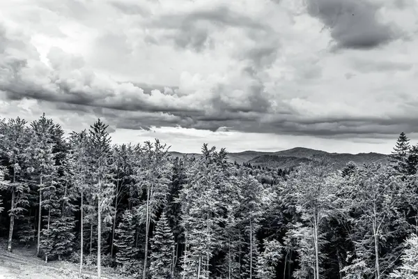 Bulutlu gökyüzünün altındaki dağlarda ormanın dikey görüntüsü.