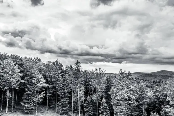 Ormanın güzel manzarası