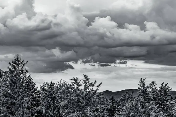 Karla kaplı ağaçlarla kaplı kış manzarası