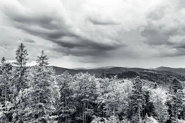 Karpatya dağlarında karlı bir ormanın güzel manzarası