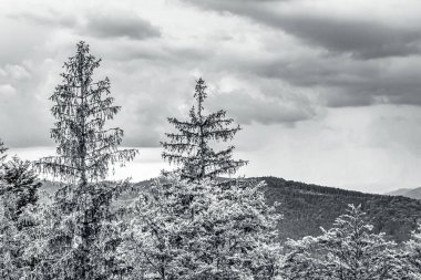 Ağaçlı ve karlı güzel bir manzara.
