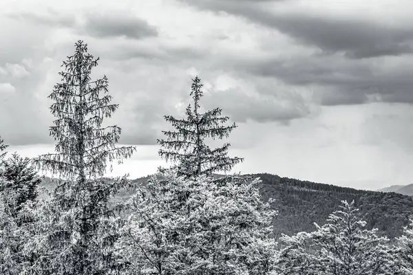 Ağaçlı ve karlı güzel bir manzara.