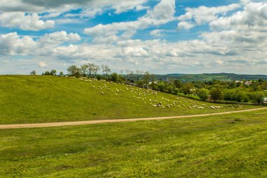 Yeşil çimenli bir tarla ve güneşli bir günde ön planda büyük beyaz bir koyun.