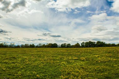 Çiçekleri ve mavi gökyüzü olan güzel çayır..