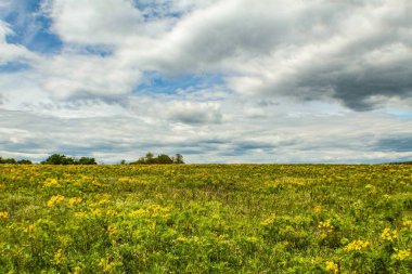 Baharda sarı çiçeklerin güzel tarlası