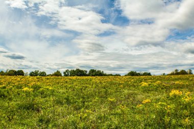 Yazın sarı çiçekli güzel bir manzara.
