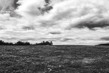 Tarladaki bir ağacın siyah beyaz fotoğrafı.