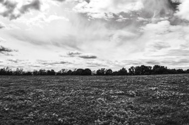 Arkadaki çimen ve ağaçların üzerinde siyah ve beyaz bulutlar