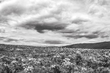 İzlanda adasının güzel manzaralı siyah ve beyaz manzarası. siyah beyaz fotoğraf, İzlanda
