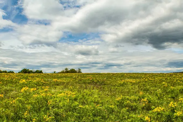 Baharda sarı çiçeklerin güzel tarlası