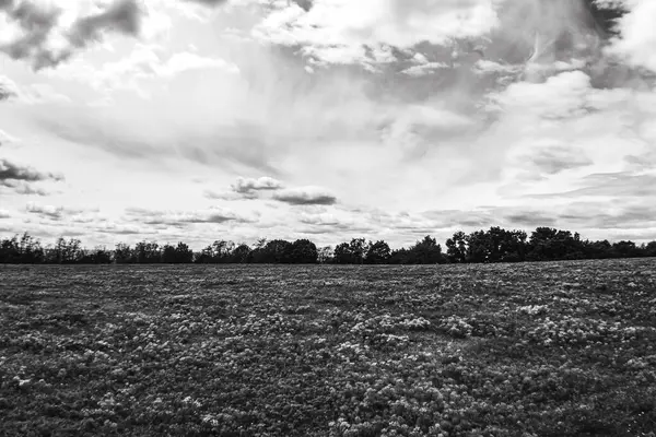 Arkadaki çimen ve ağaçların üzerinde siyah ve beyaz bulutlar