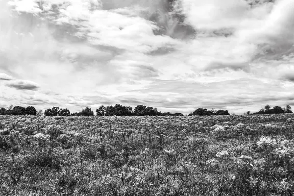 Çimenli ve bulutlu tarlanın siyah beyaz fotoğrafı