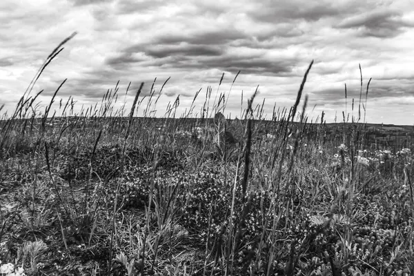 Doğanın güzelliği. Yaz manzarası. Doğa, seyahat, tatil, seyahat, turizm kavramı