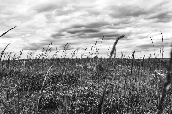 Bir çimen tarlası ve kara bulutlu bir gökyüzü