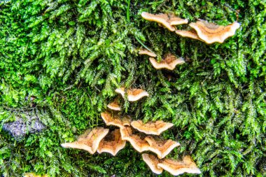 Bir ağaç gövdesinin yakın çekimi.