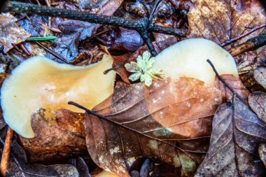 Sonbaharda ağaçta büyüyen mantar.