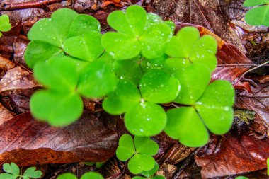Ormanda yeşil yapraklar