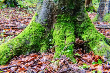ağaç gövdesi üzerinde yeşil yosun
