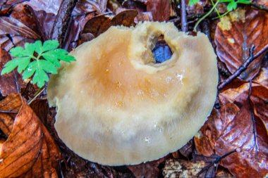 Ormandaki mantarlar, kapatın.