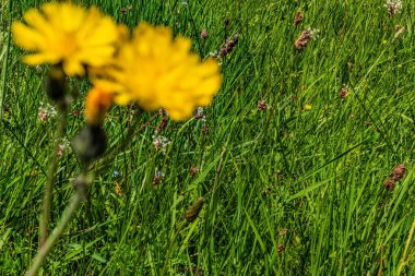 Bahçedeki sarı çiçek.