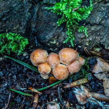 Ormanda bir grup mantar