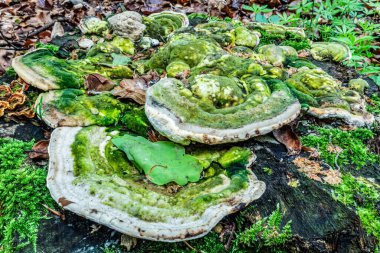 Kafamız ağaç kütüğü