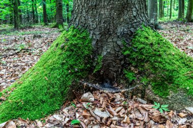 Ormandaki yaşlı ağaç