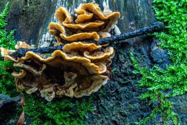 Arka planda güzel bir orman olan bir ağacın yakın çekimi.