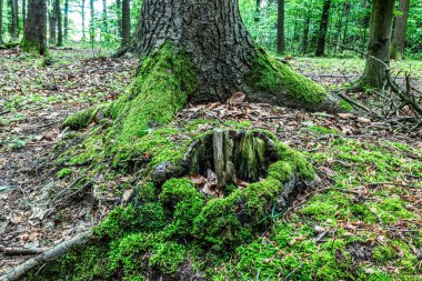 Ormanda yosunlu ağaç gövdesi