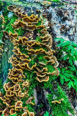 ağaç üzerinde güzel yosun