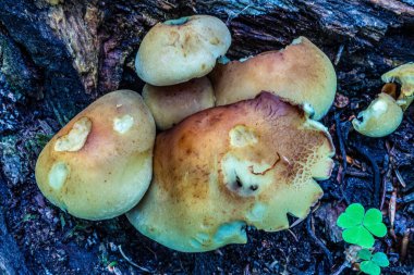 Ağaçtaki mantarlar