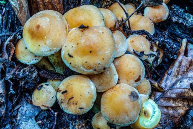 Ormanda yabani mantarlar