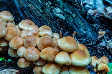 Yakın çekim - ormandaki güzel yaban mantarları