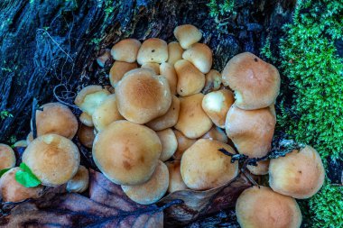 Bir ağaç kütüğündeki mantarların yakın çekimi..