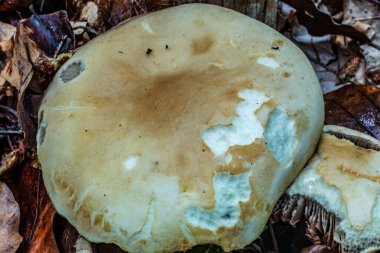 Ormandaki mantarlar kapanıyor.