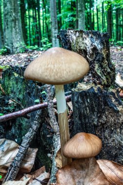 Ormandaki ağaç gövdesinde beyaz mantarlar