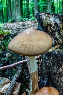 Ormanda beyaz mantar