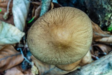 Ormandaki güzel bir mantarın yakın plan çekimi.