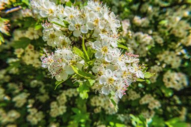 Bir ağacın arka planında beyaz çiçekler