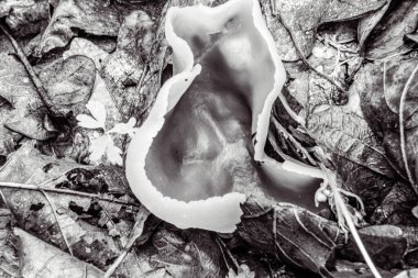 Ormanda beyaz mantar, yaklaş.